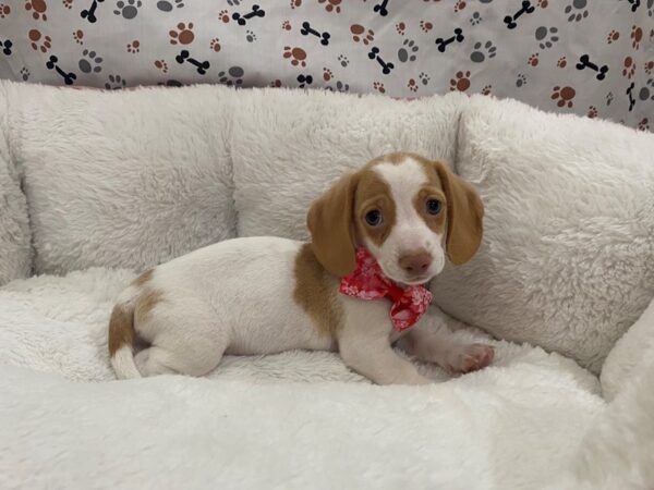 Dachshund DOG Female Cream 12880 Petland Batavia, Illinois