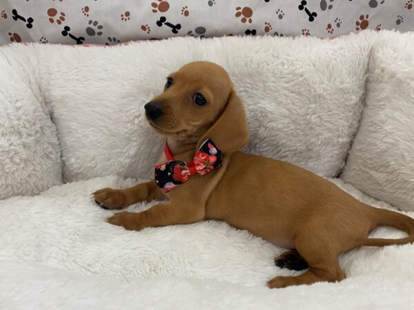 Dachshund DOG Female Cream / White 12881 Petland Batavia, Illinois