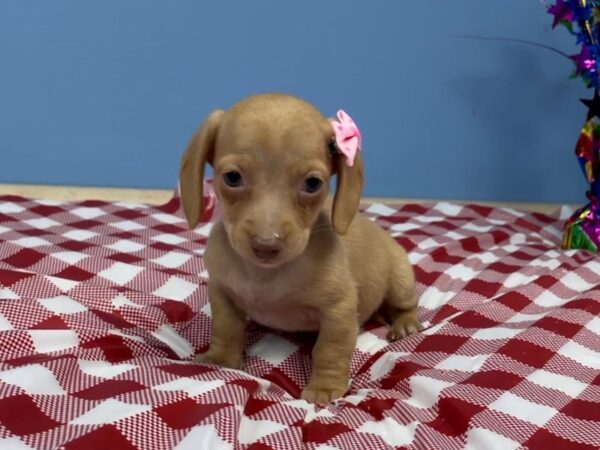 Dachshund DOG Female Cream / White 20774 Petland Batavia, Illinois
