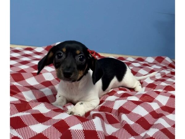 Chiweenie DOG Female Black White / Tan 20791 Petland Batavia, Illinois