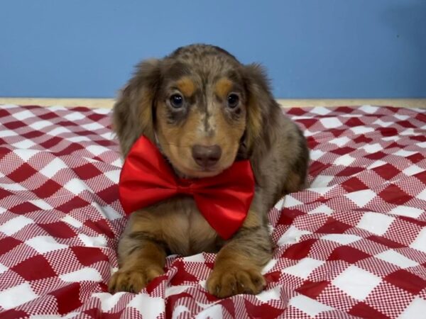 Dachshund DOG Male Chocolate Merle 20782 Petland Batavia, Illinois