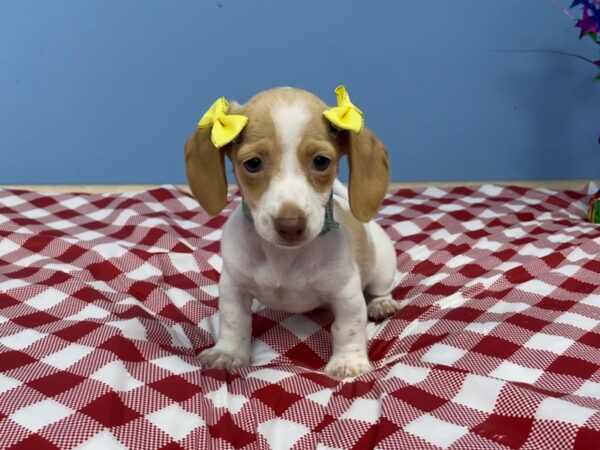 Dachshund DOG Female Cream 20776 Petland Batavia, Illinois