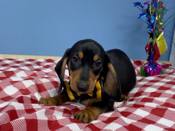 Dachshund DOG Male Black / Tan 20783 Petland Batavia, Illinois