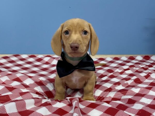 Dachshund DOG Male Cream 20777 Petland Batavia, Illinois