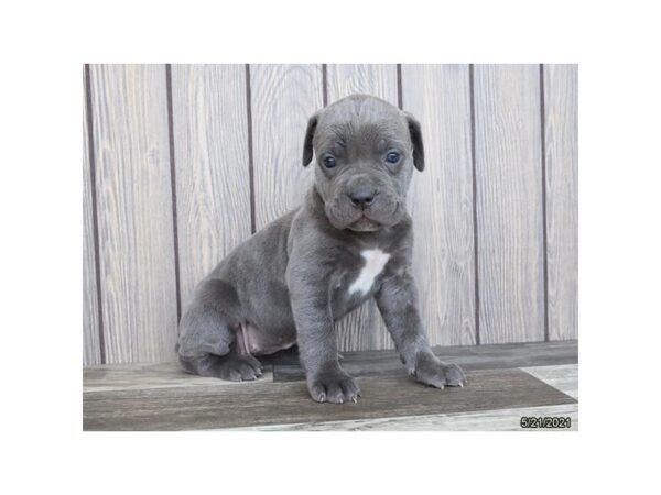 Cane Corso DOG Female Blue Brindle 20819 Petland Batavia, Illinois