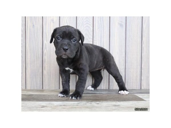 Cane Corso DOG Female Black Brindle 20818 Petland Batavia, Illinois