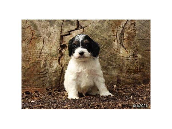 Cock A Poo-DOG-Male-Black / White-12899-Petland Batavia, Illinois