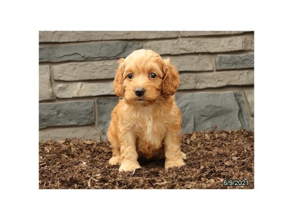 Cock A Poo DOG Female Apricot 21081 Petland Batavia, Illinois