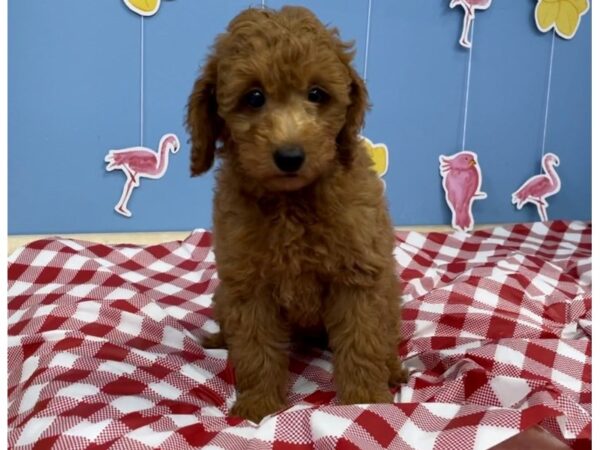 Goldendoodle Mini 2nd Gen-DOG-Male-Red-20800-Petland Batavia, Illinois
