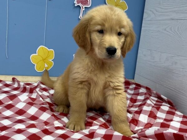 Golden Retriever DOG Male Golden 20801 Petland Batavia, Illinois