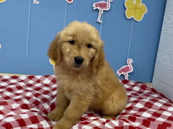 Golden Retriever-DOG-Female-Golden-20805-Petland Batavia, Illinois