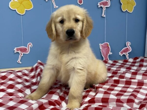 Golden Retriever-DOG-Male-Golden-20802-Petland Batavia, Illinois