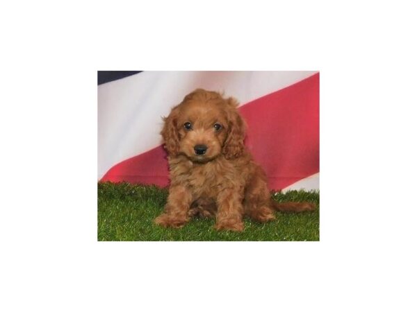 Cavapoo DOG Female Ruby 20817 Petland Batavia, Illinois