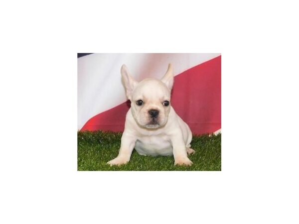 Frenchton DOG Male Cream 20816 Petland Batavia, Illinois