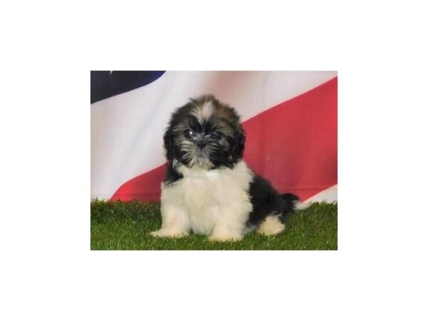 Shih Tzu-DOG-Male-Sable / White-20815-Petland Batavia, Illinois
