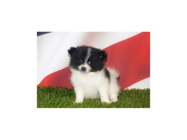 Pomeranian DOG Female Black / White 20814 Petland Batavia, Illinois