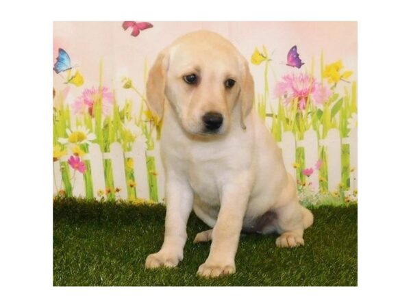 Labrador Retriever-DOG-Female-Yellow-21077-Petland Batavia, Illinois