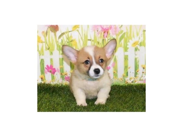 Pembroke Welsh Corgi DOG Male Sable / White 21078 Petland Batavia, Illinois