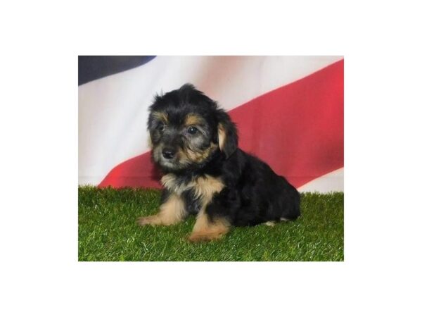 Yorkshire Terrier DOG Female Black / Tan 21079 Petland Batavia, Illinois