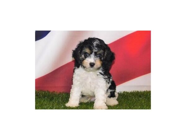 Cavapoo DOG Male Black White / Tan 21080 Petland Batavia, Illinois