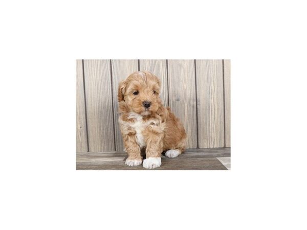 Hava Poo DOG Female Tan 12898 Petland Batavia, Illinois