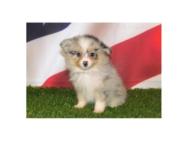 Pomeranian DOG Female Blue Merle, White and Tan Markings 12894 Petland Batavia, Illinois