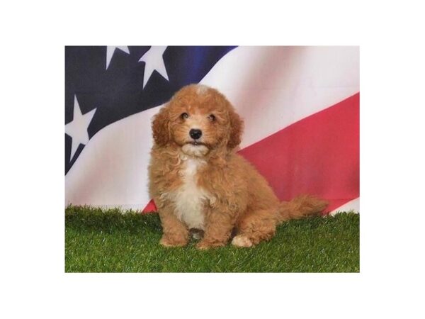 Shih Poo DOG Male Apricot 12897 Petland Batavia, Illinois