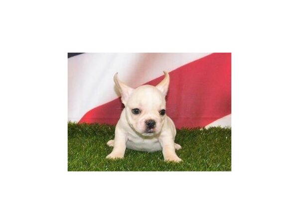 Frenchton DOG Male Cream 12895 Petland Batavia, Illinois