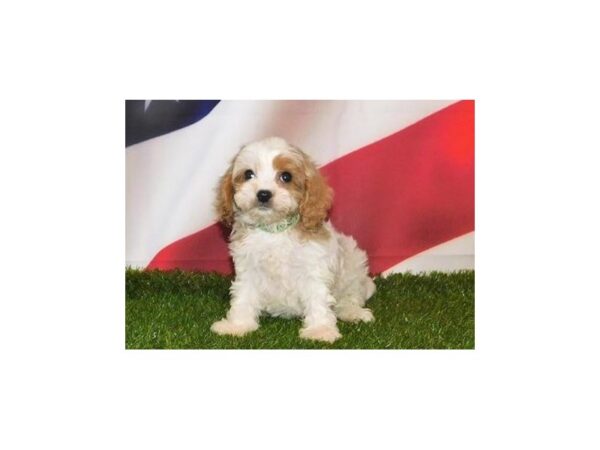 Cavapoo-DOG-Female-Blenheim-12896-Petland Batavia, Illinois