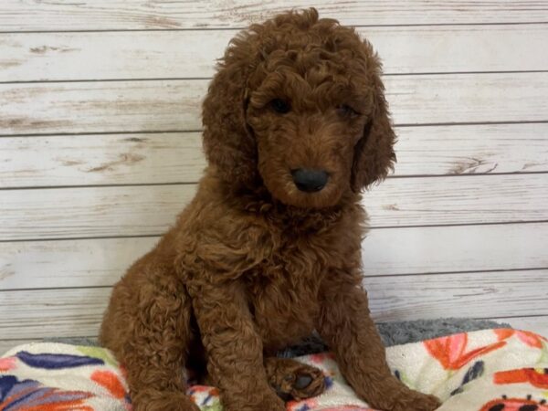 Goldendoodle 2nd Generation DOG Male Dark Red 21071 Petland Batavia, Illinois