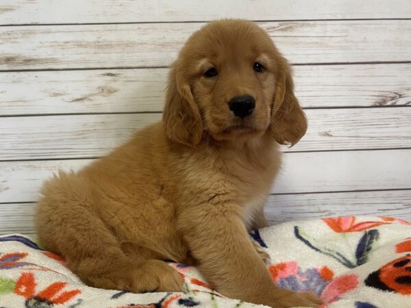 Golden Retriever-DOG-Female-Golden-21076-Petland Batavia, Illinois