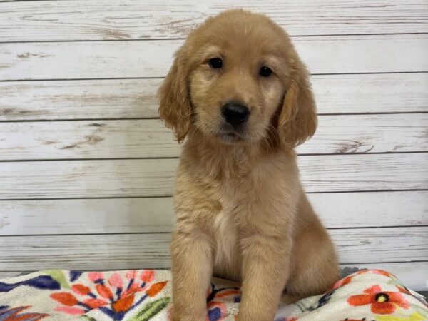 Golden Retriever DOG Female Golden 21075 Petland Batavia, Illinois