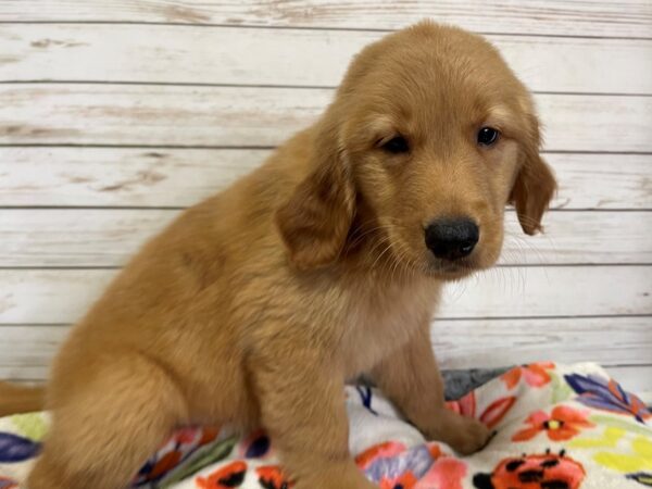 Golden Retriever DOG Male Golden 21074 Petland Batavia, Illinois
