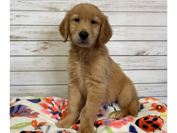 Golden Retriever-DOG-Male-Golden-21072-Petland Batavia, Illinois