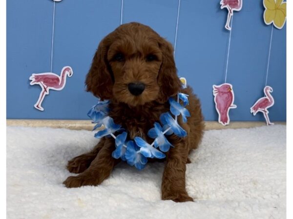 Goldendoodle 2nd Generation DOG Male Dark Red 20809 Petland Batavia, Illinois