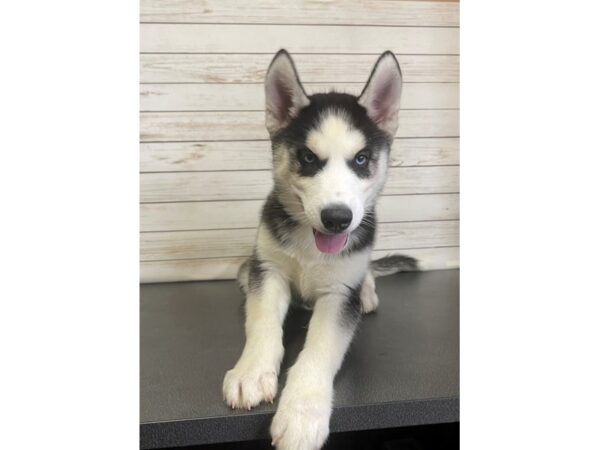 Siberian Husky-DOG-Male-Black / White-21085-Petland Batavia, Illinois