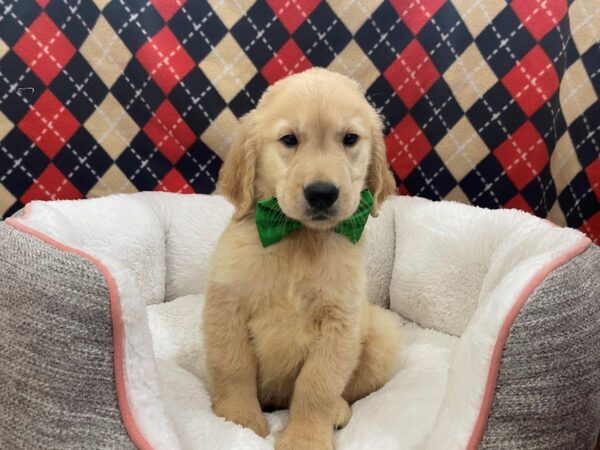 Golden Retriever-DOG-Male-Golden-12889-Petland Batavia, Illinois
