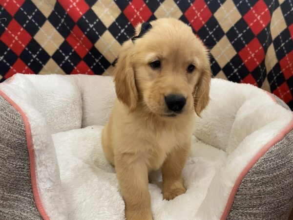 Golden Retriever-DOG-Female-Golden-12887-Petland Batavia, Illinois