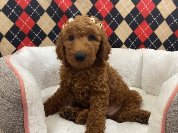 Goldendoodle 2nd Generation-DOG-Female-Dark Red-12882-Petland Batavia, Illinois