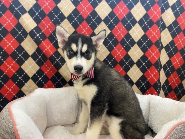 Siberian Husky DOG Male Black / White 12900 Petland Batavia, Illinois