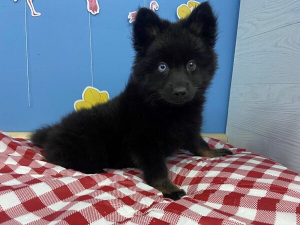 F1B Pomsky-DOG-Male-Black-20794-Petland Batavia, Illinois
