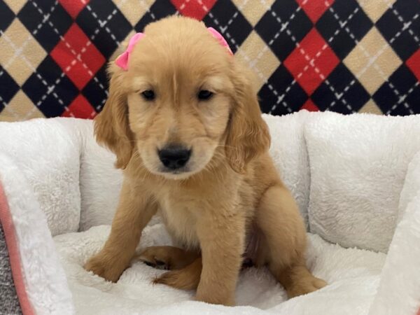 Golden Retriever DOG Female Golden 12886 Petland Batavia, Illinois