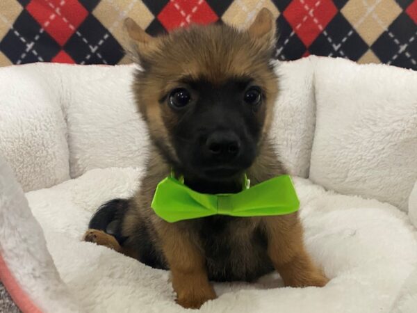 F1B Pomsky DOG Male Sable 12893 Petland Batavia, Illinois