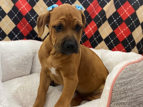 Cane Corso DOG Female Red 12901 Petland Batavia, Illinois