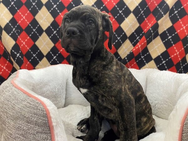 Cane Corso DOG Female Black Brindle 12902 Petland Batavia, Illinois