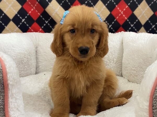 Golden Retriever DOG Female Golden 12885 Petland Batavia, Illinois