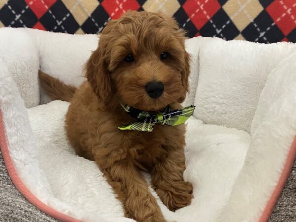 Goldendoodle Mini 2nd Gen-DOG-Male-Red-12890-Petland Batavia, Illinois