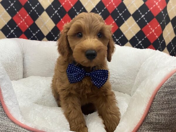 Goldendoodle Mini 2nd Gen DOG Male Red 12891 Petland Batavia, Illinois