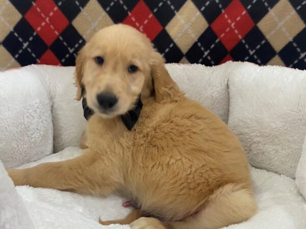 Golden Retriever DOG Male Golden 12888 Petland Batavia, Illinois