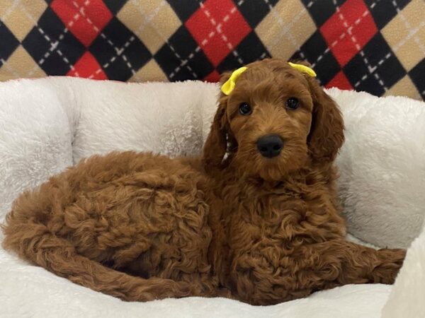 Goldendoodle 2nd Generation DOG Female Dark Red 12883 Petland Batavia, Illinois